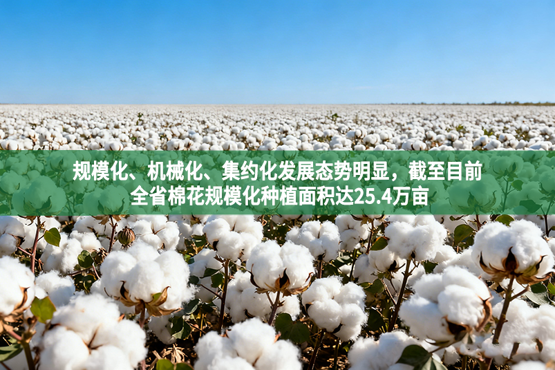 規(guī)?；C(jī)械化、集約化發(fā)展態(tài)勢明顯，截至目前 全省棉花規(guī)?；N植面積達(dá)25.4萬畝