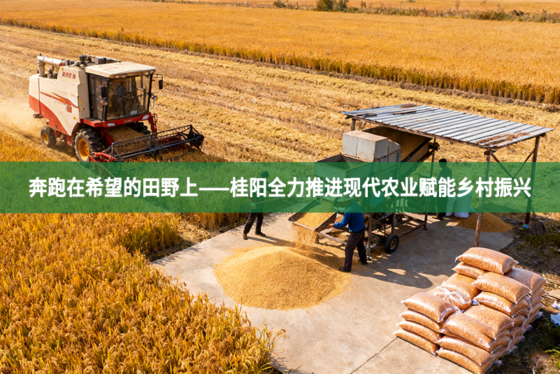 奔跑在希望的田野上——桂陽全力推進現代農業賦能鄉村振興