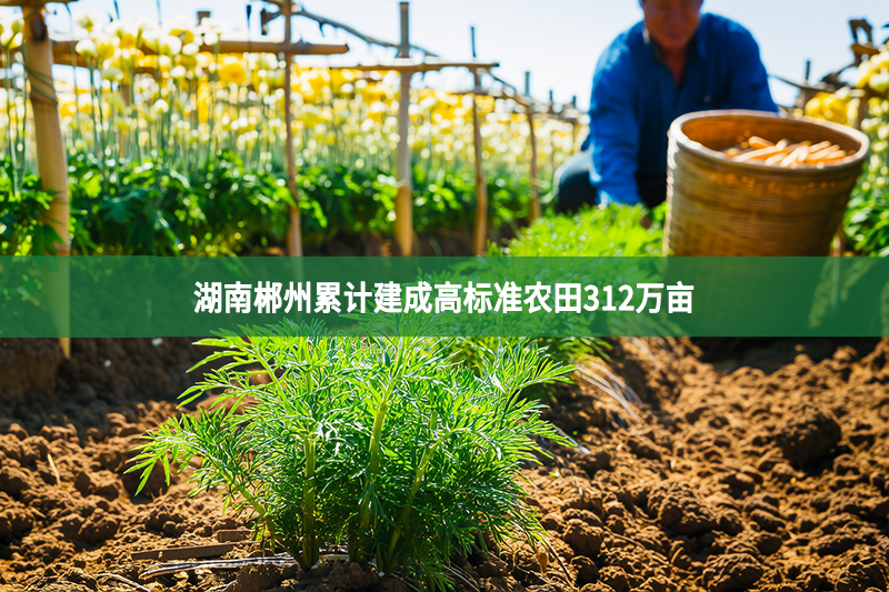湖南郴州累計建成高標準農田312萬畝